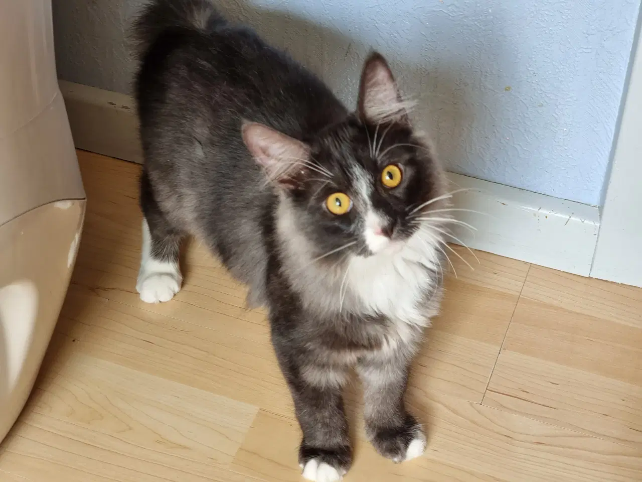 Billede 4 - Kurilean Bobtail hankastrat