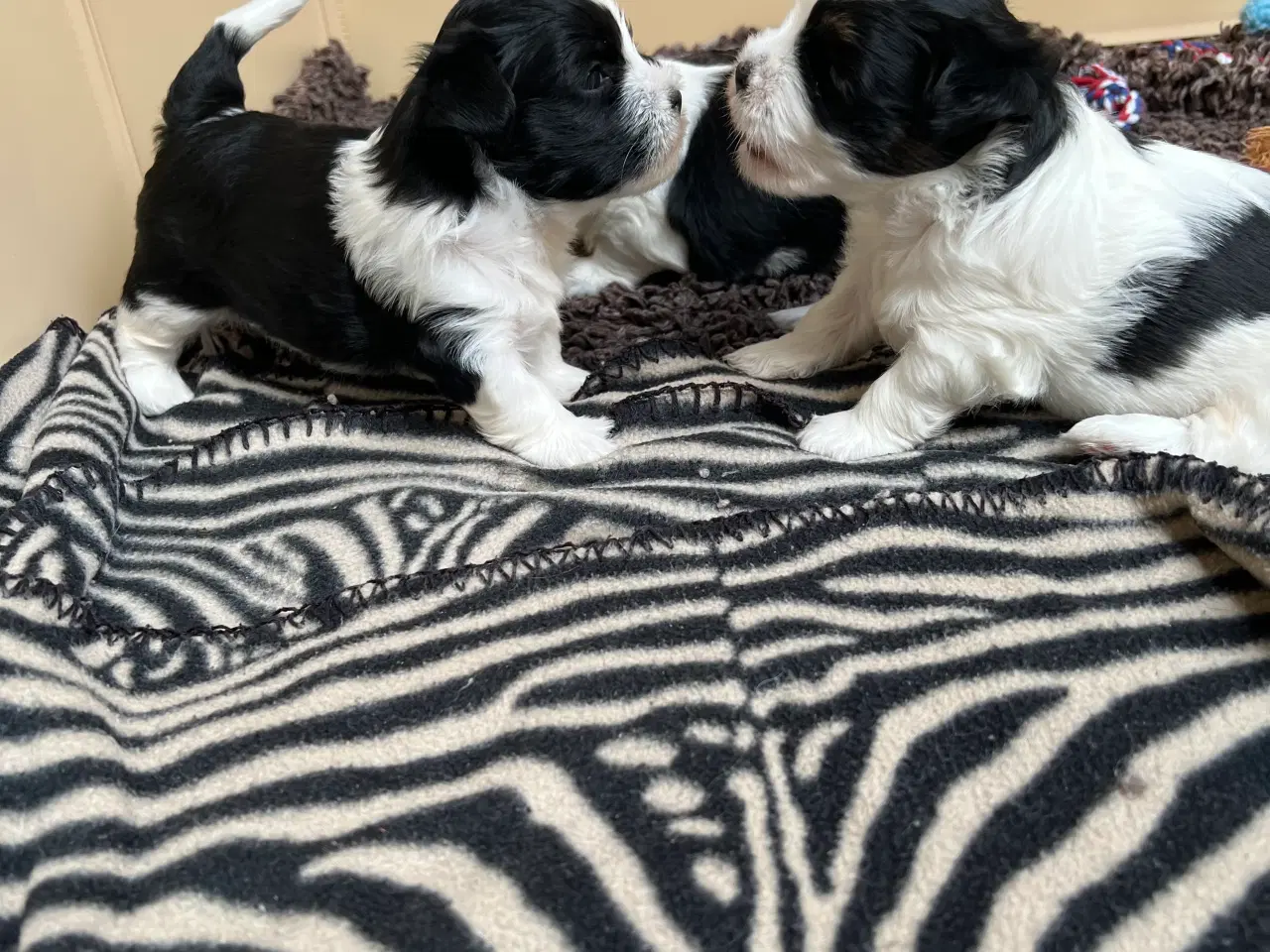 Billede 1 - Bomuldshvalpe. Lhasa Apso / Bichon Havanais 
