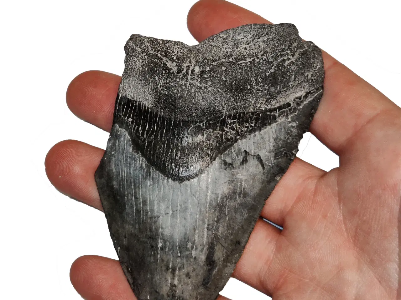 Billede 5 - Megalodon tand 10 cm