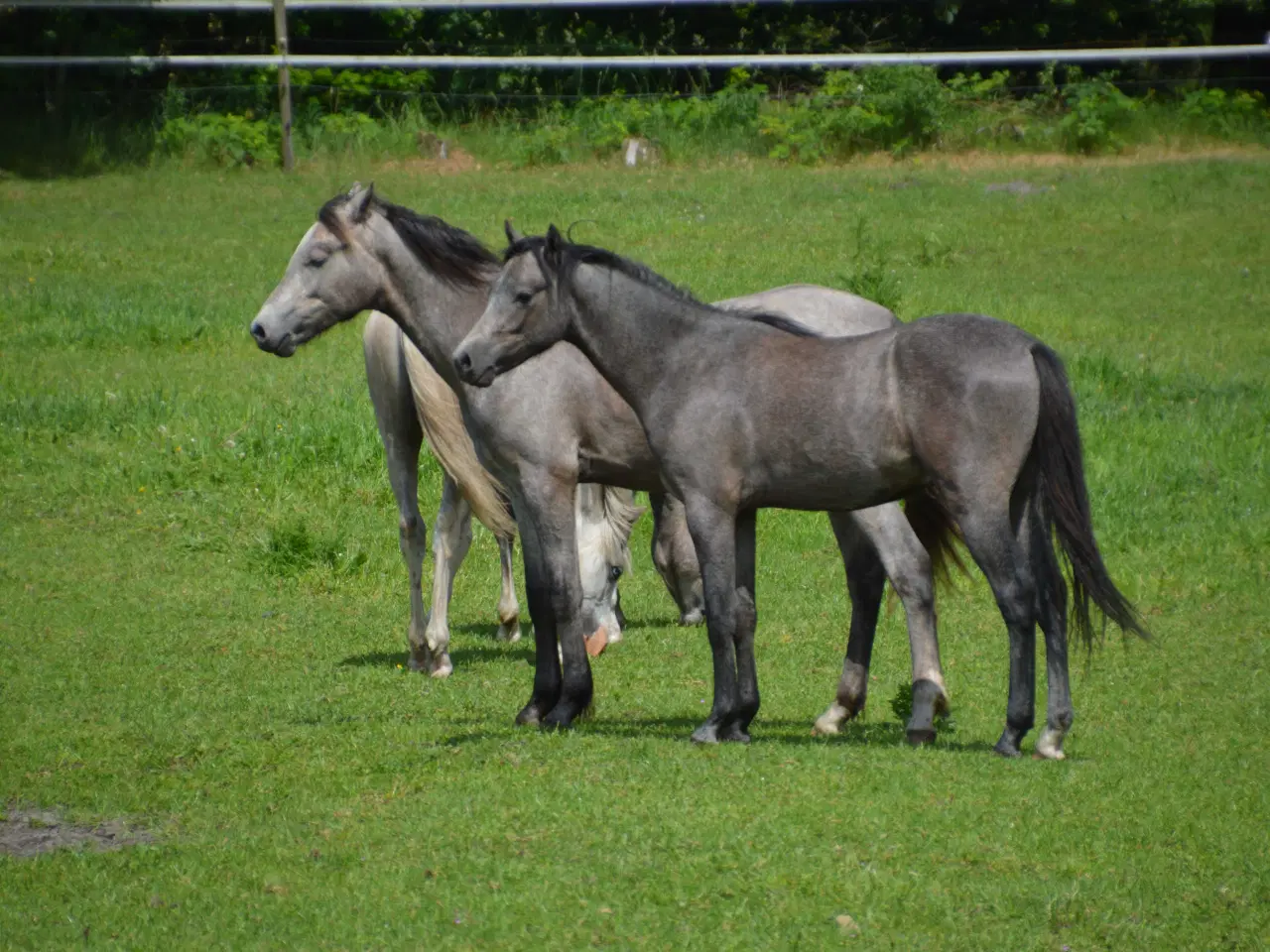Billede 3 - 2 års welsh hingst 