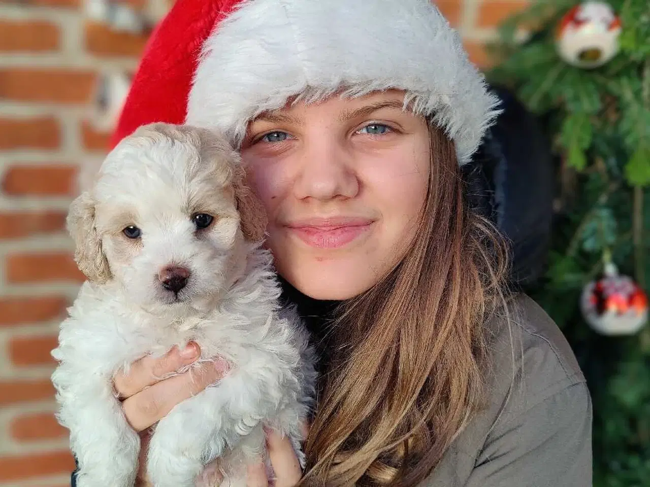 Billede 4 - Skønne cavapoo 1b julehvalpe