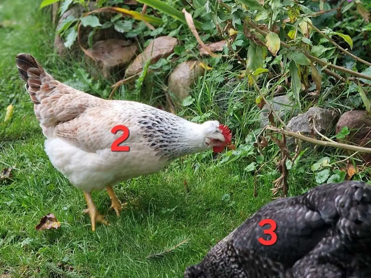 Billede 6 - 3 Høner søger nyt hjem. 