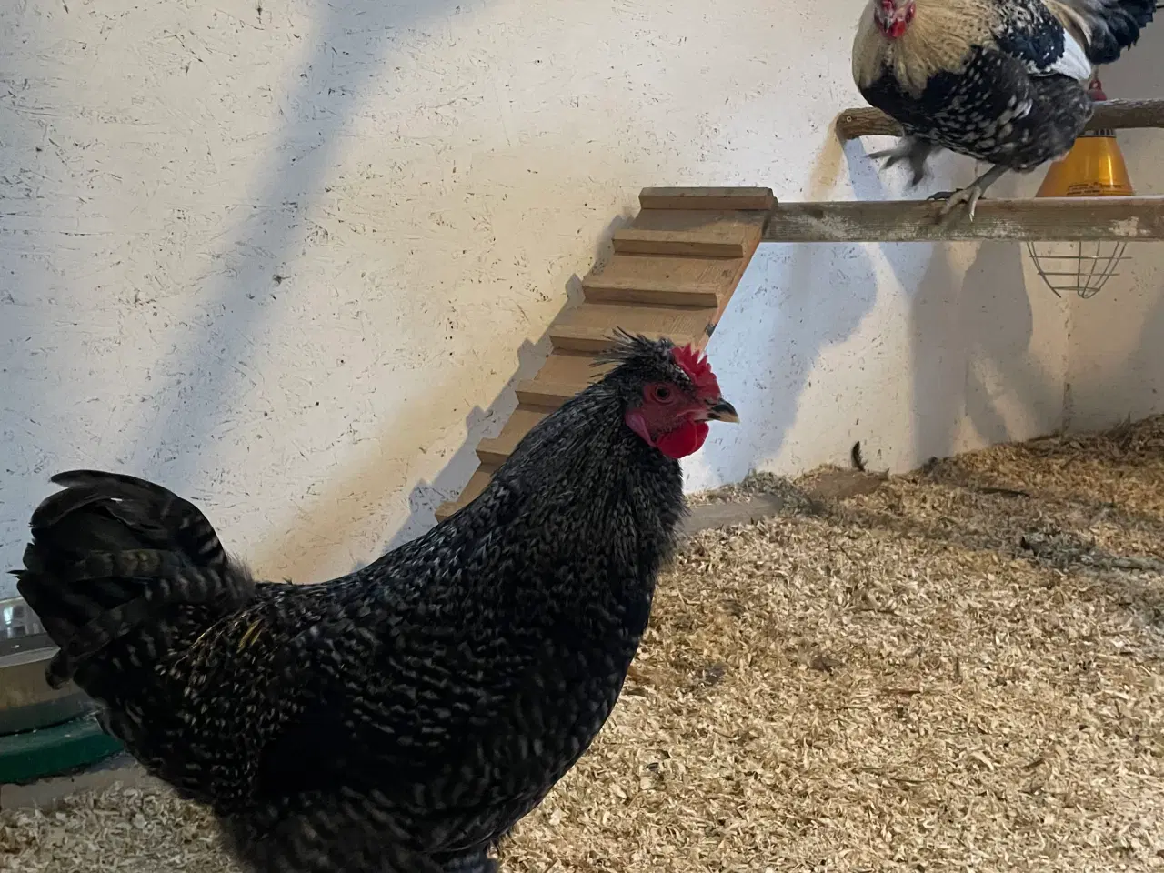 Billede 6 - 2 smukke fyr søger nyt hjem