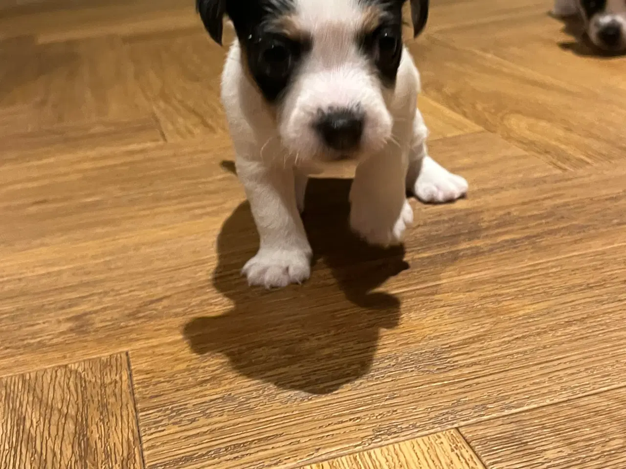 Billede 4 - Jack Russell hvalpe