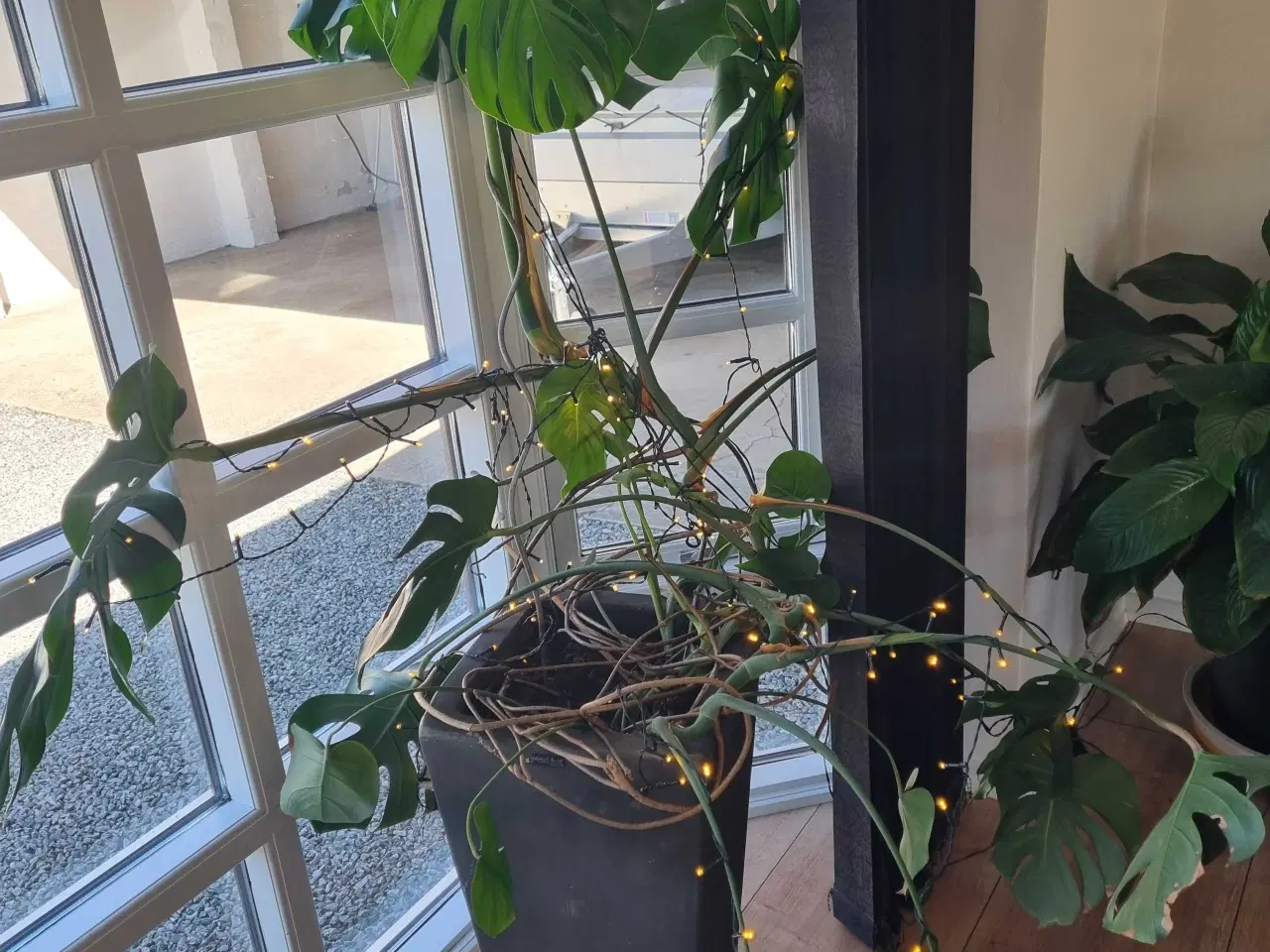 Billede 1 - Stor monstera m krukke