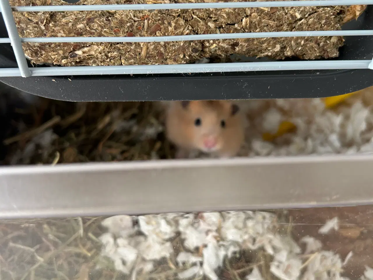 Billede 3 - Hamster 16 uger 
