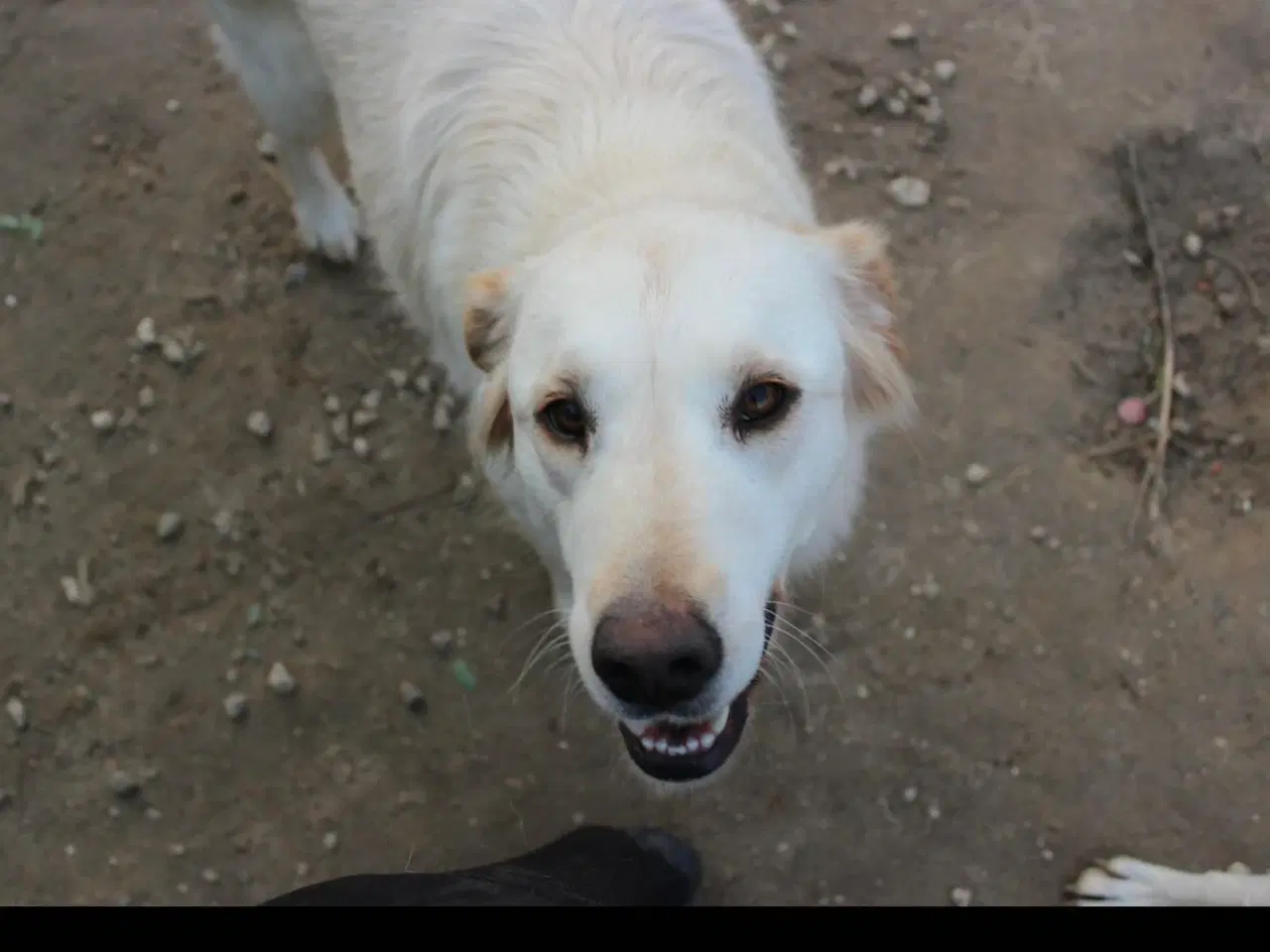 Billede 3 - Dejlige Zaki søger familie 