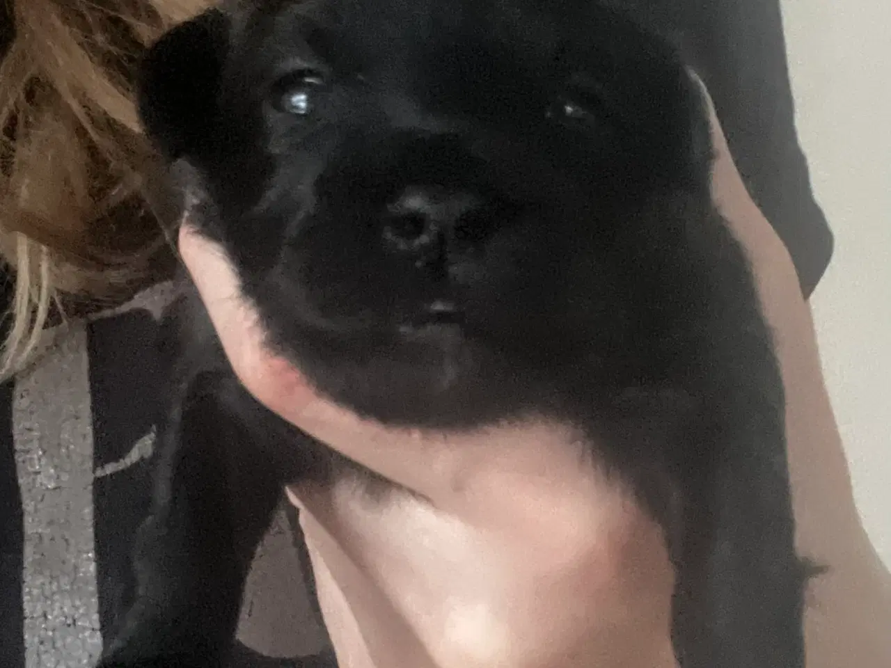 Billede 5 - Puddel malteser shitsu cotten hvalpe