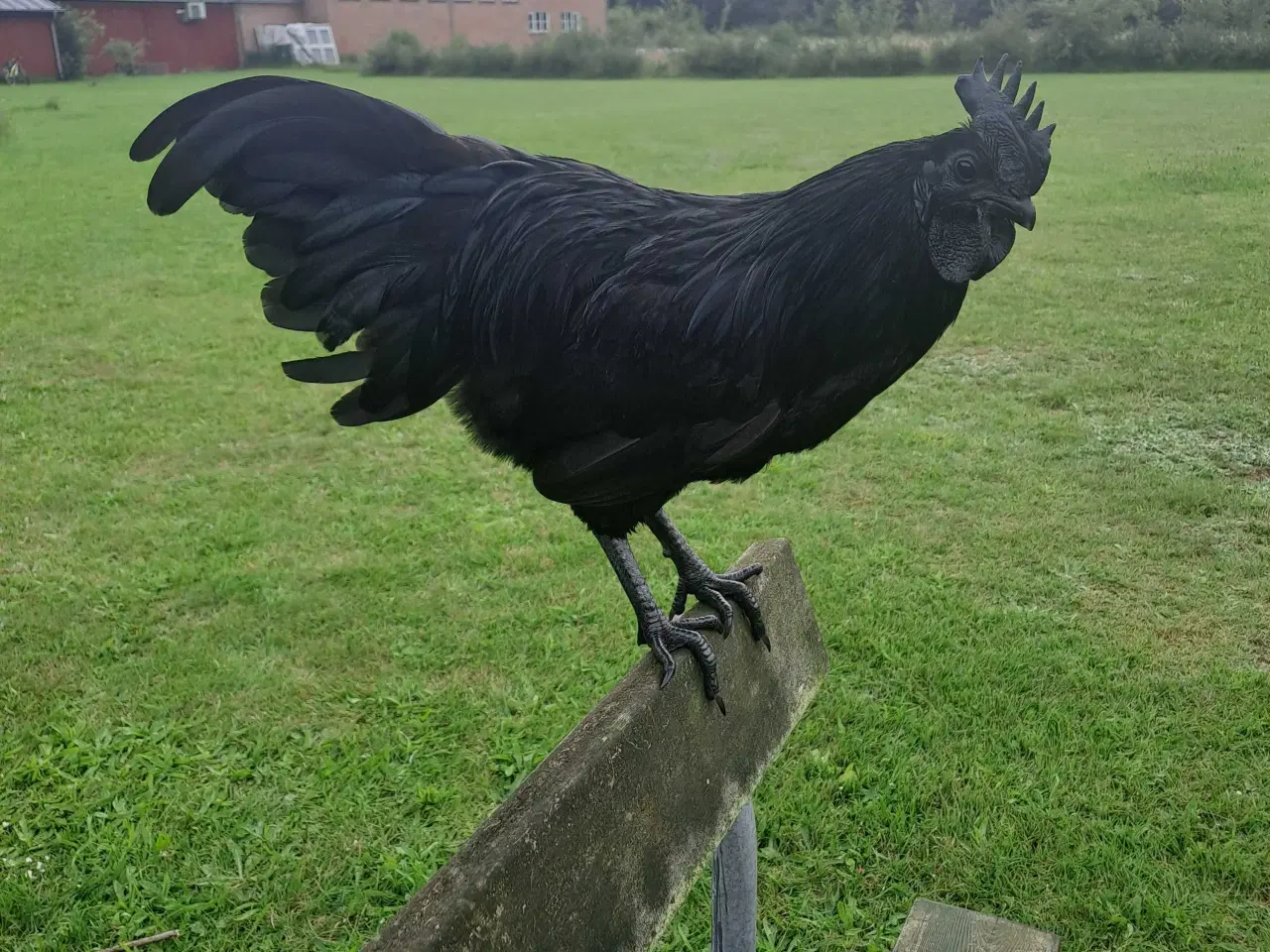 Billede 1 - Ayam Cemani hane