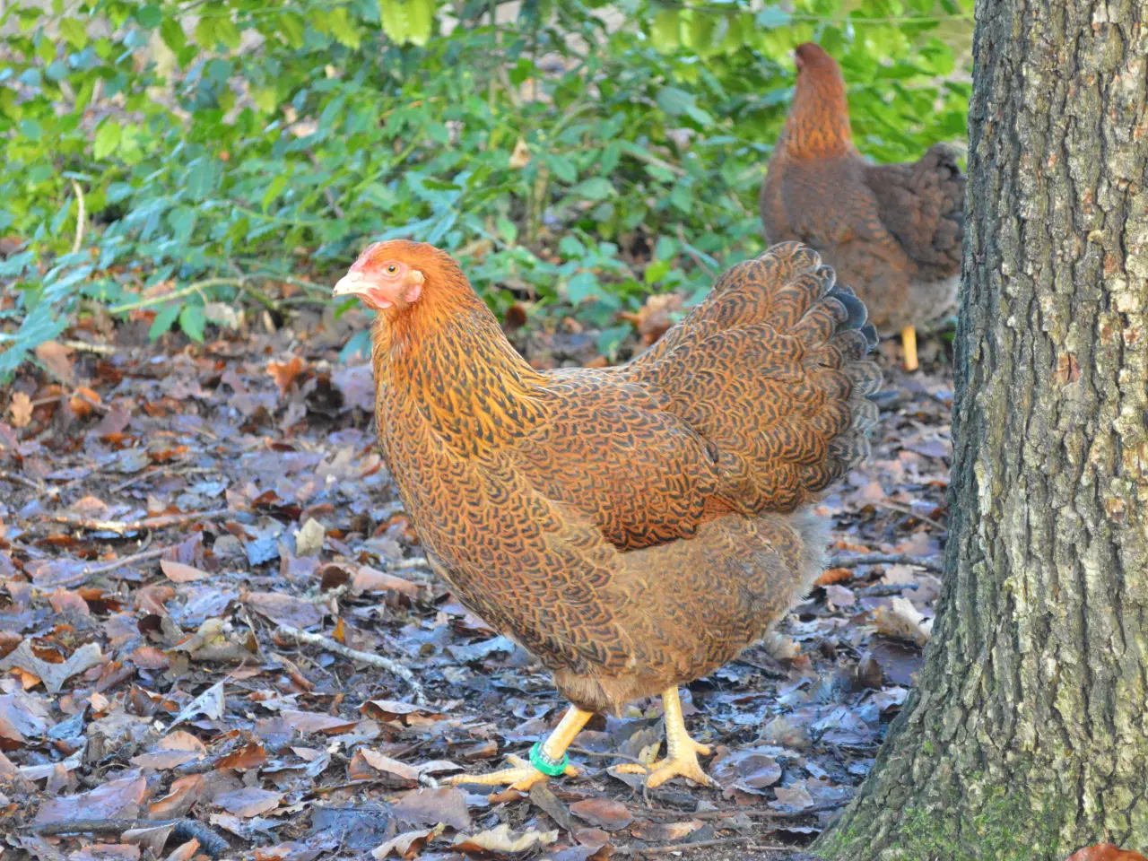 Billede 6 - høns avlstamm store Wyandotter guld-sortbåndet