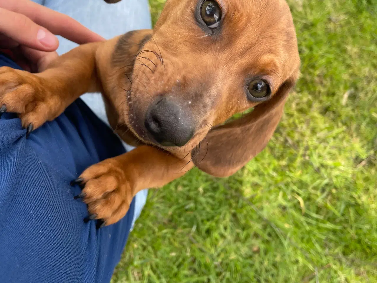 Billede 4 - Gravhund Hvalp merle 