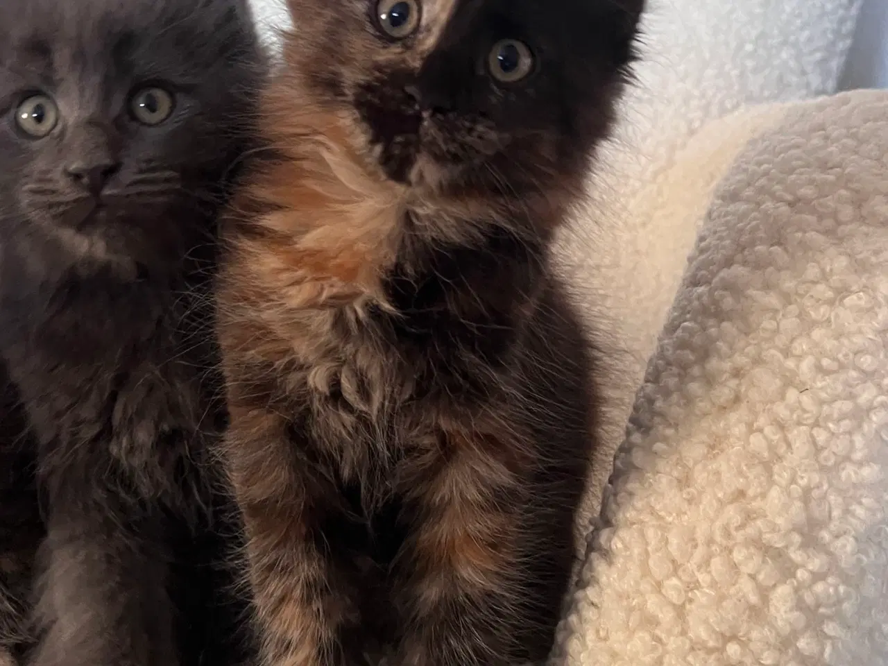 Billede 3 - Racetypiske Mainecoon killinger