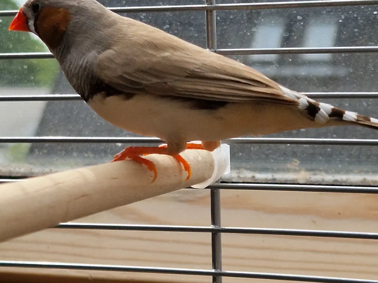 Billede 7 - Zebrafinke par