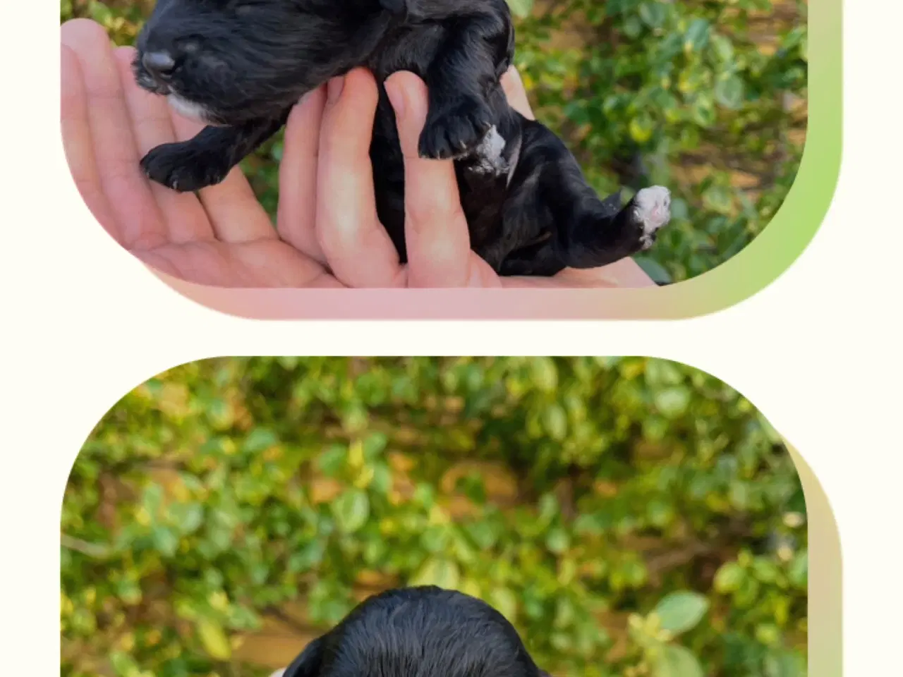 Billede 8 - Cockerpoo f1b