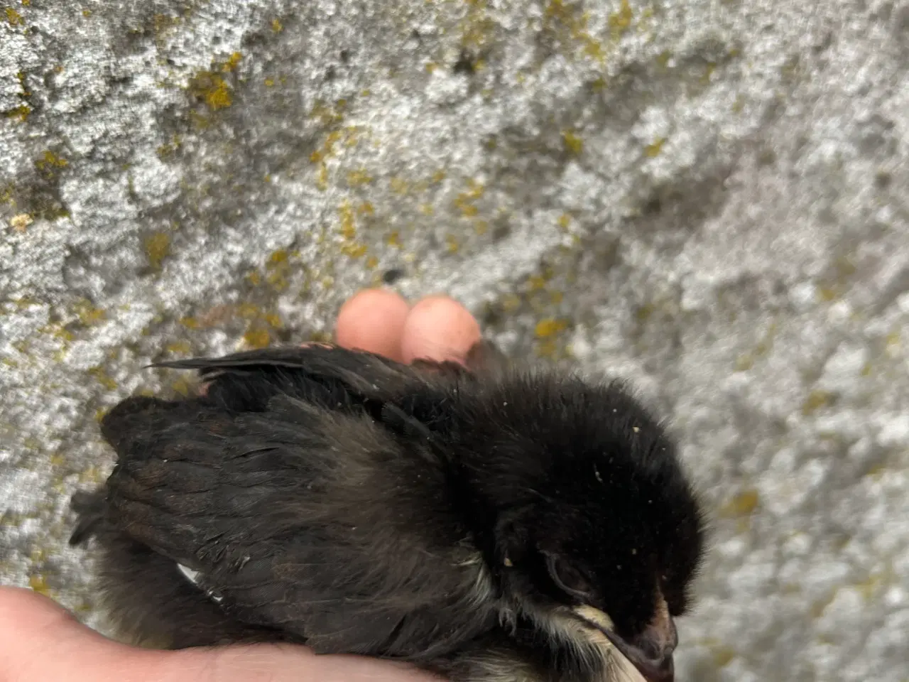 Billede 3 - Påske Maran kyllinger sælges