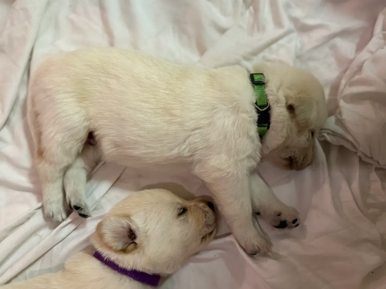 Billede 1 - Øsker familien en blød julegave 2 hanner tilbage