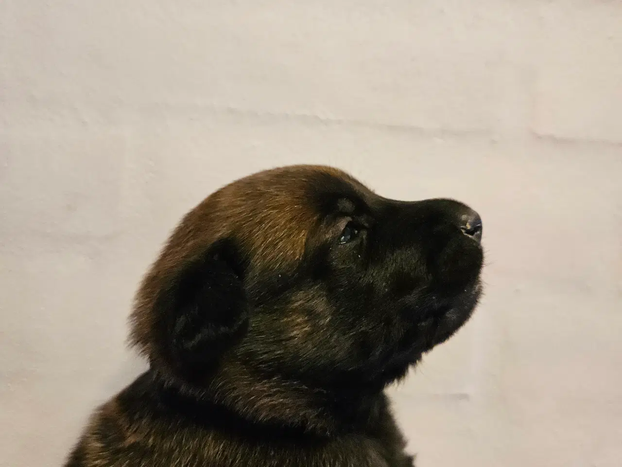 Billede 15 - Belgisk Malinois - Hvalpe - med stamtavle