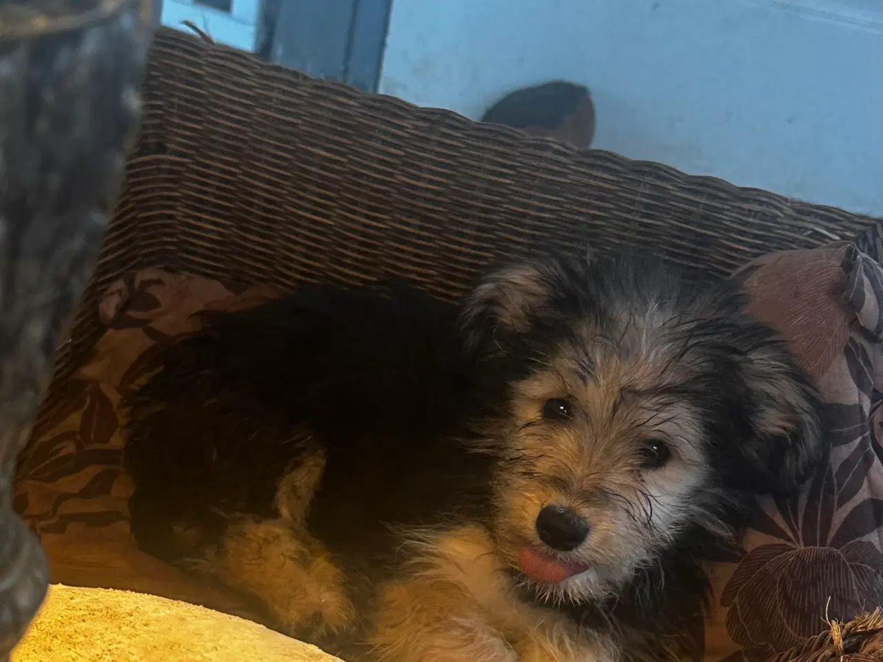 Billede 2 - Nedsat pris- Psykisk servicehund