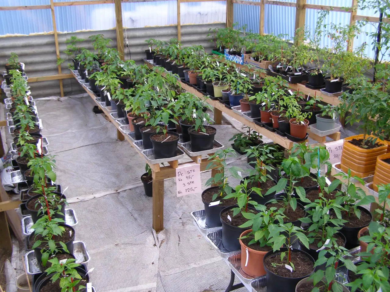 Billede 1 - Chiliplanter