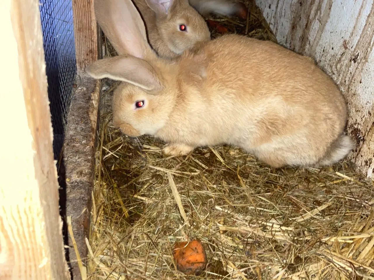 Billede 6 - Fin lille flok af kæmpe kaniner