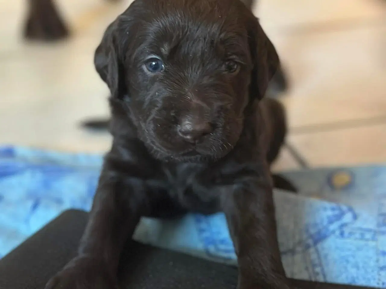 Billede 2 - Brune Labradoodle