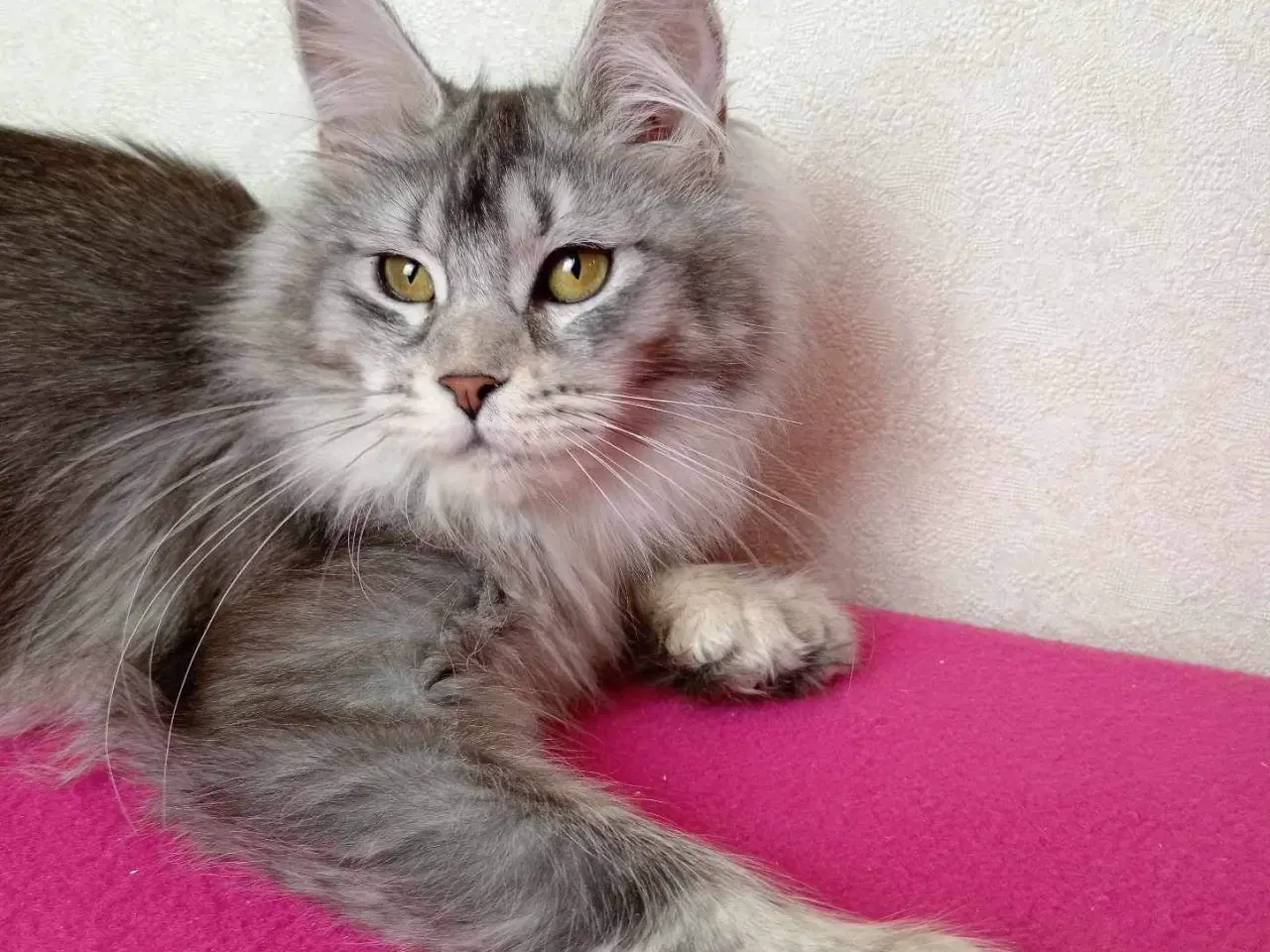 Billede 3 - Maine coon 