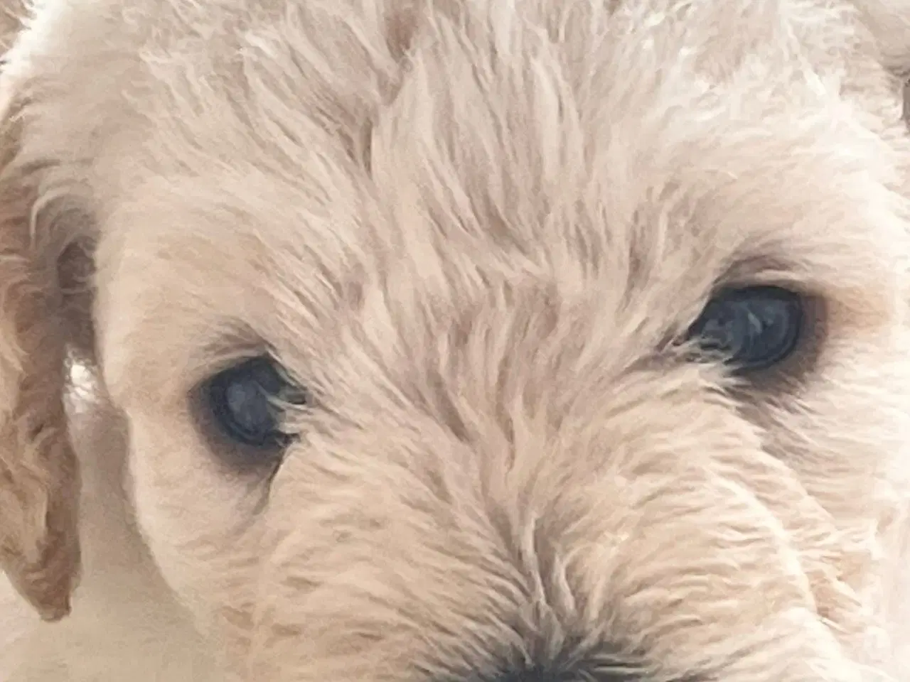 Billede 9 - Mini-labradoodle sælges