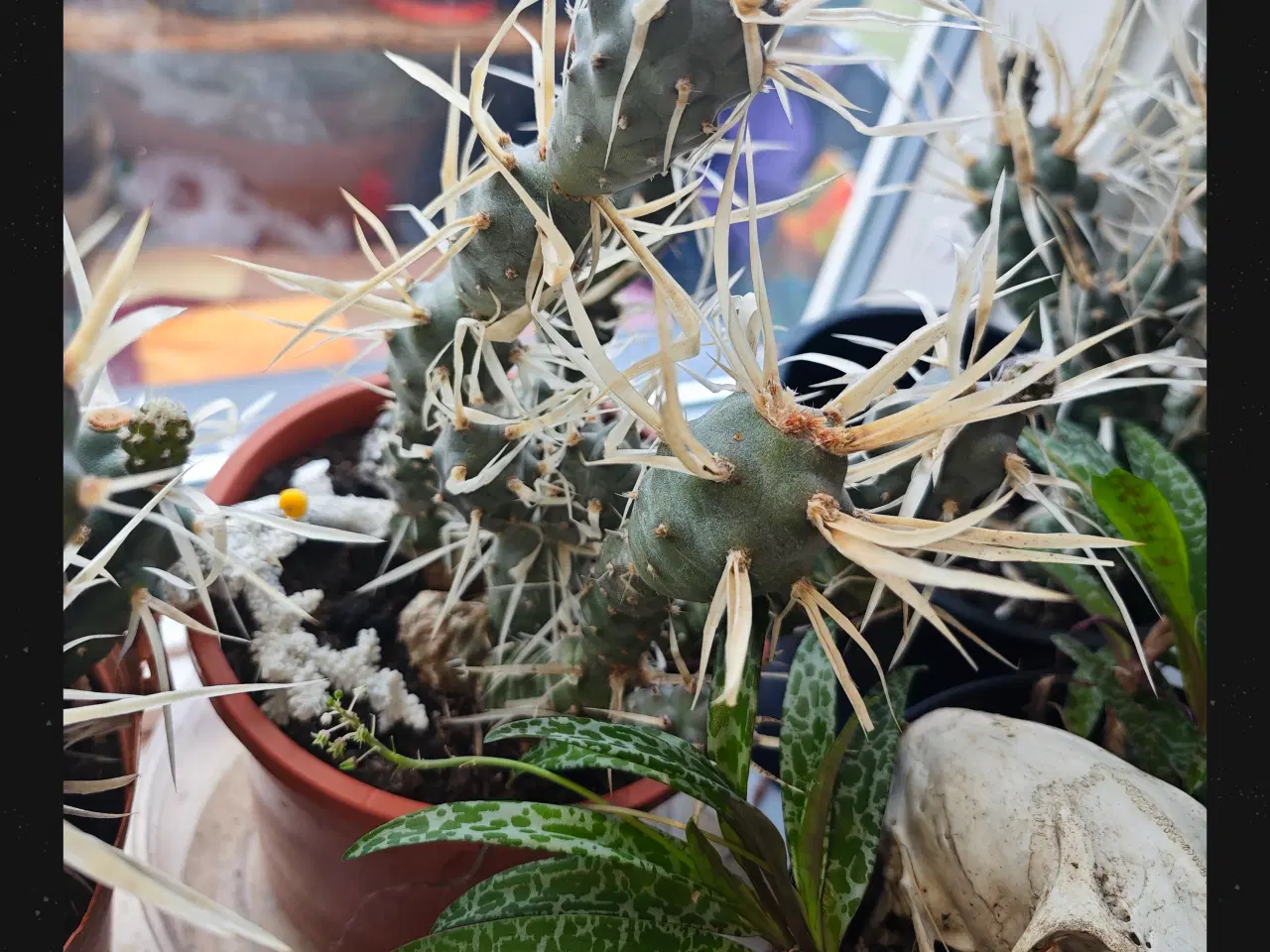 Billede 7 - Sukkulenter og Kaktusser (hjemmeprojekt)
