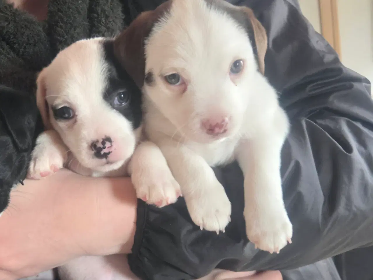 Billede 10 - Jack Russell Terrier hvalpe 