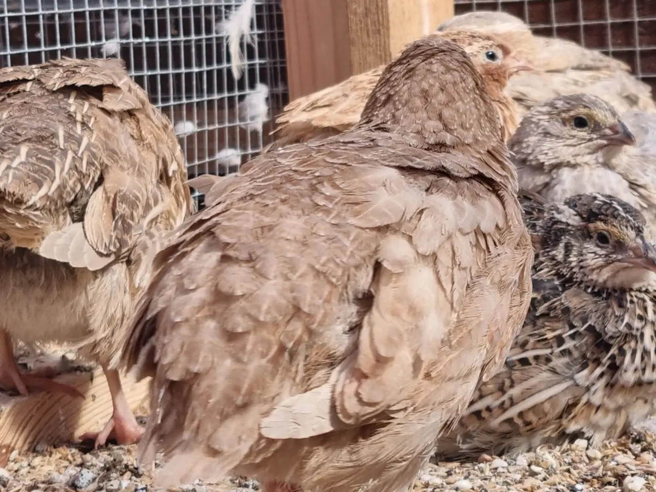 Billede 11 - Jumbo Vagtler