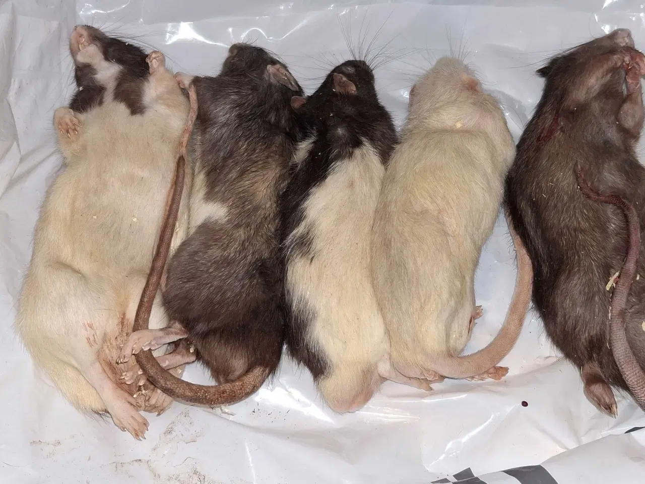 Billede 1 - XXL Frost rotter