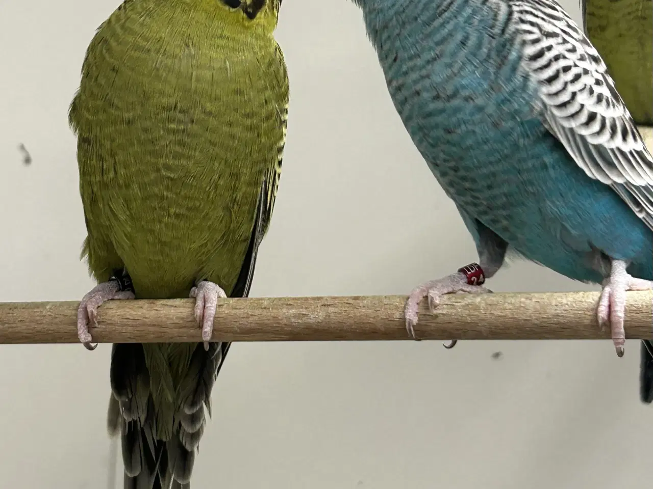 Billede 3 - Blackface undulater 