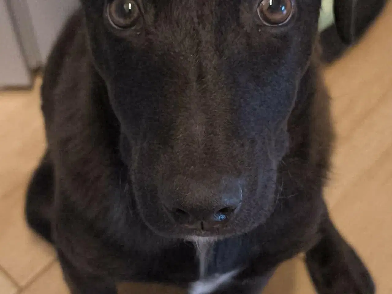 Billede 2 - Skønne Atlas søger egen familie 💙