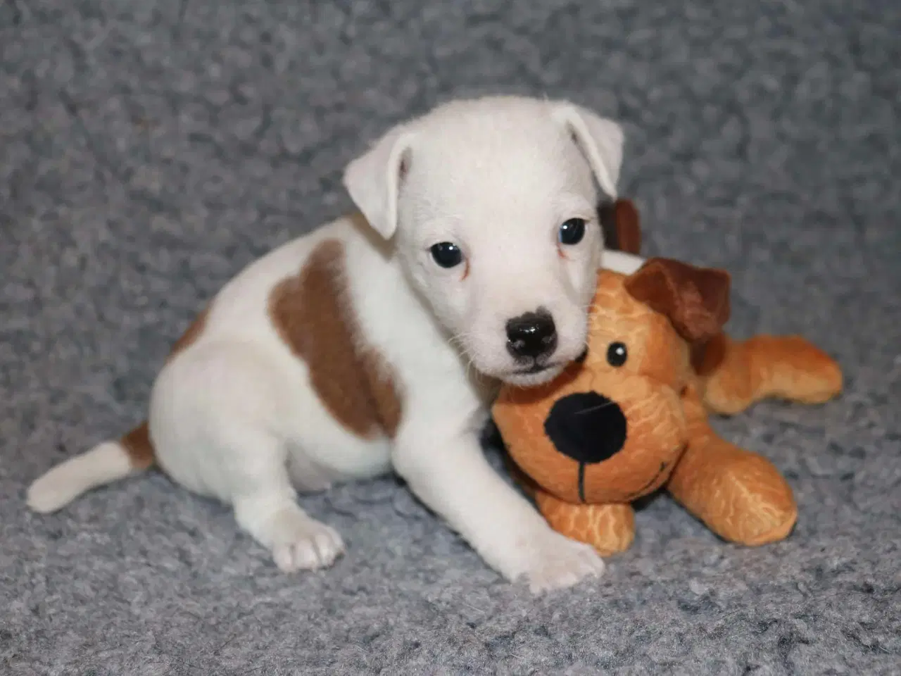 Billede 8 - Parson Jack Russell terrier hvalpe