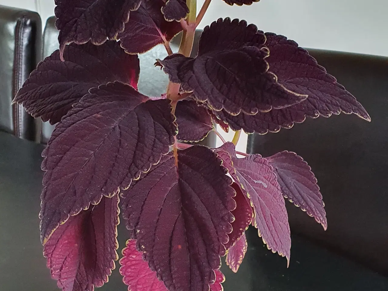 Billede 1 - Stueplante