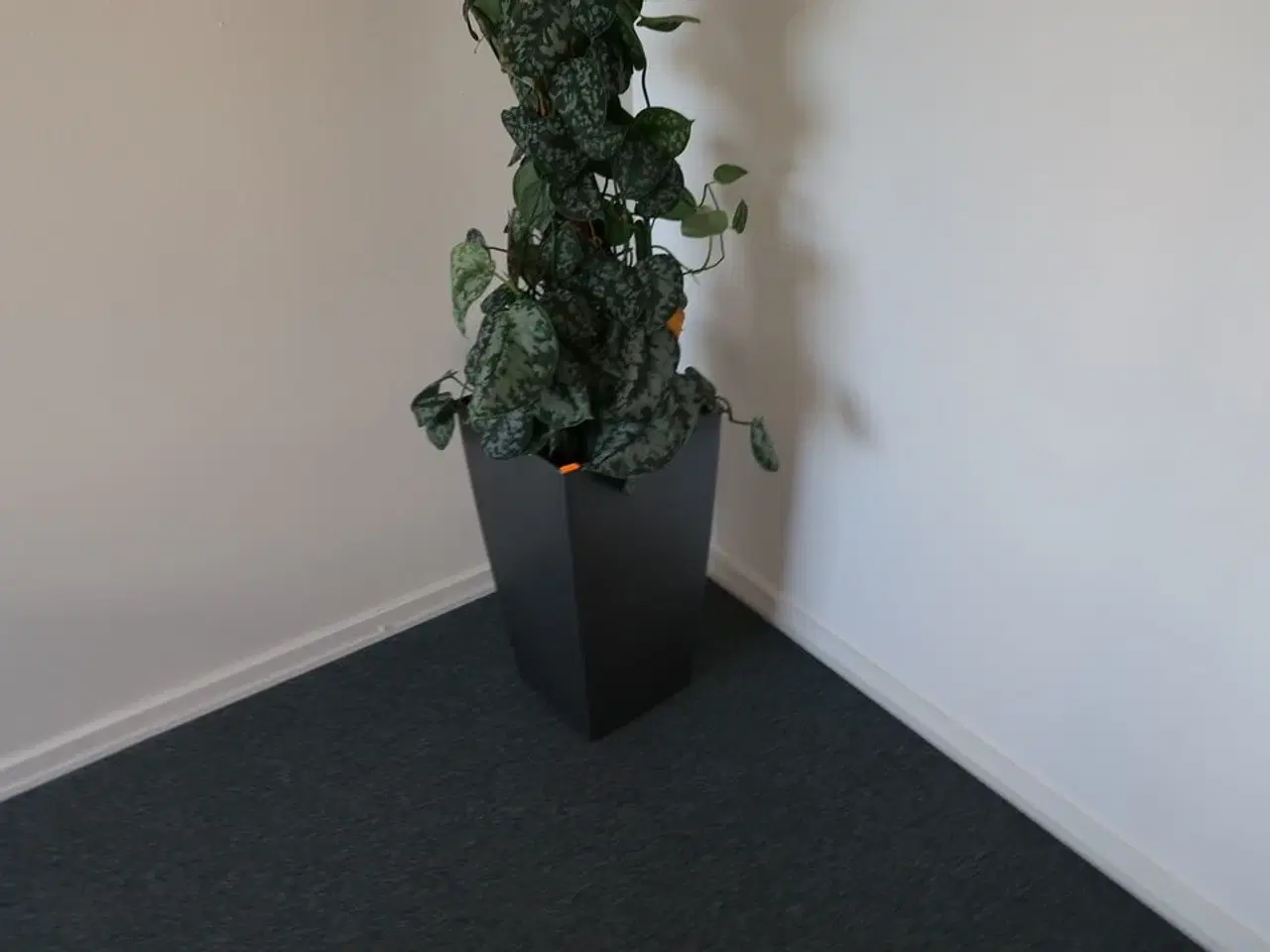 Billede 3 - Plante i krukke