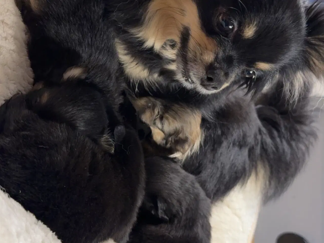 Billede 11 - Pomchi hvalpe 