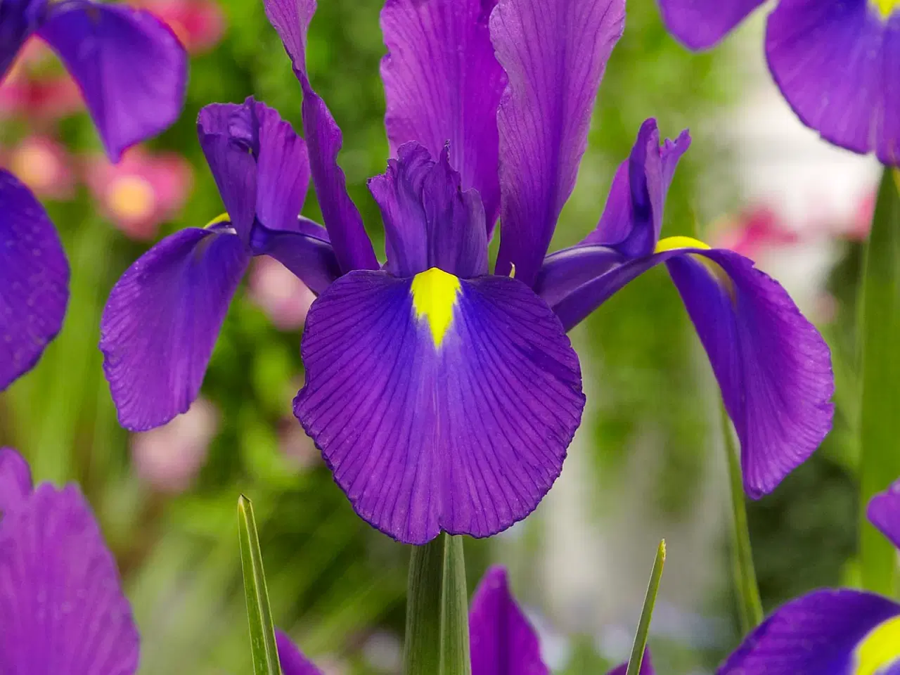 Billede 4 - UDSALG “Iris i 4 smukke farver” 100 stk / 100 kr