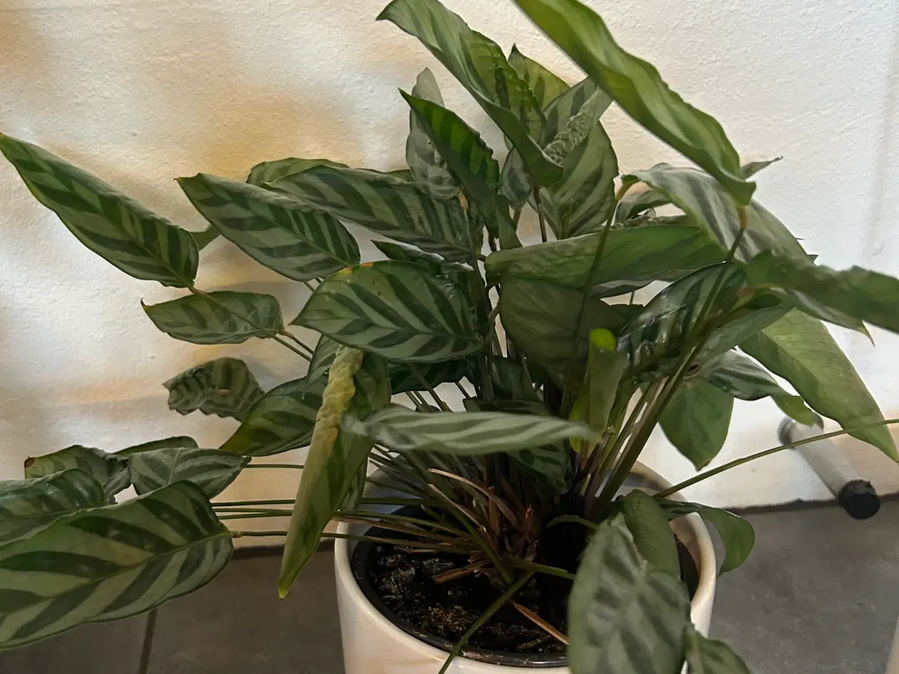 Billede 4 - Sunde stueplanter fra røgfrit hjem