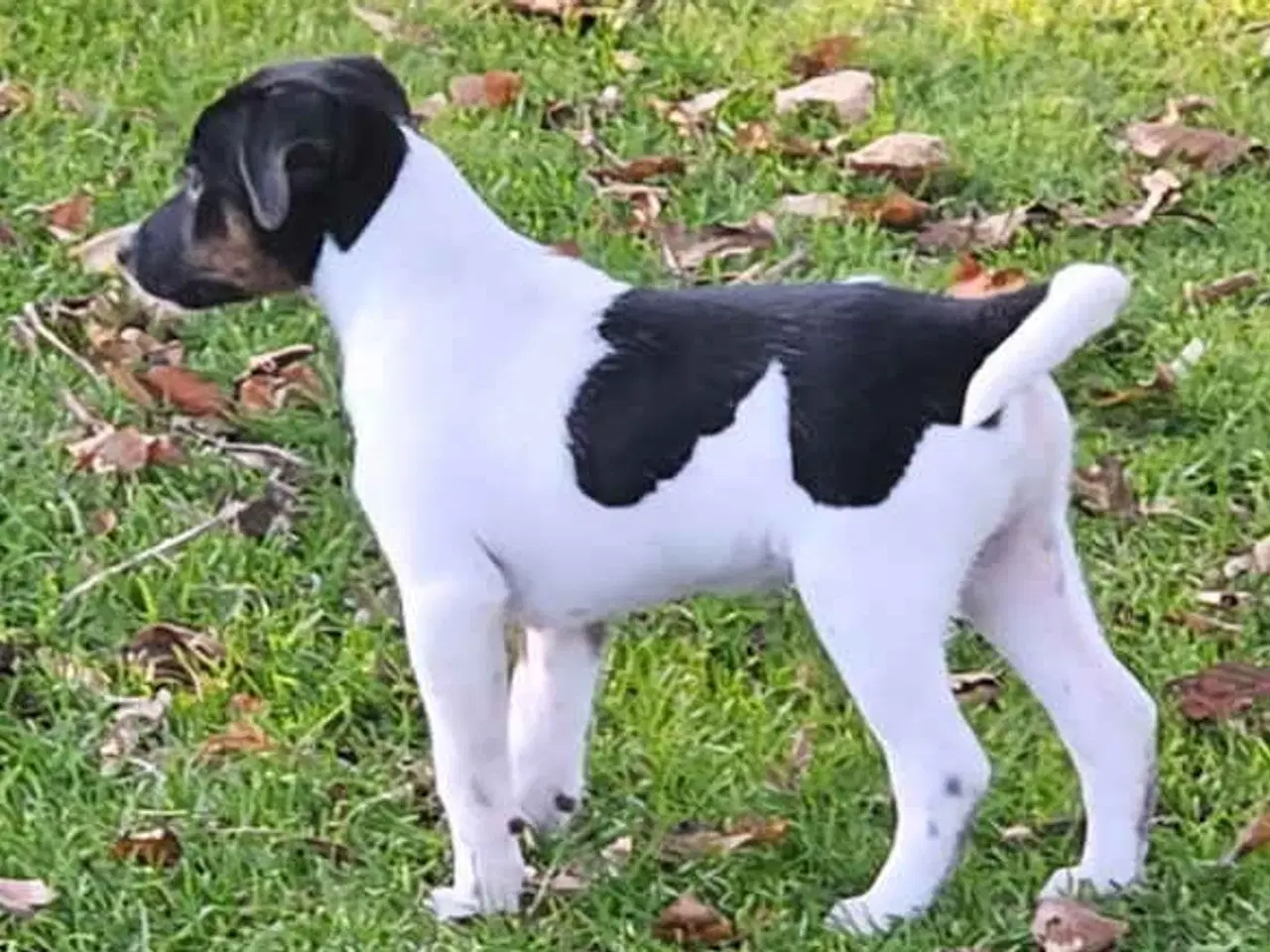 Billede 7 - Dansksvensk Gårdhund hvalpe