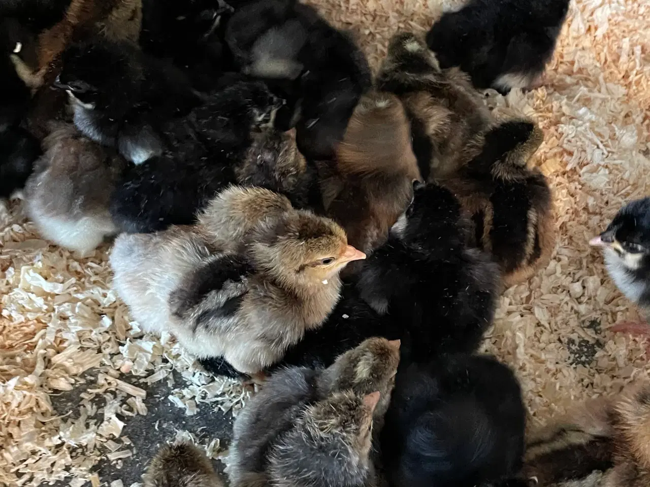 Billede 1 - Daggamle kyllinger i stor race