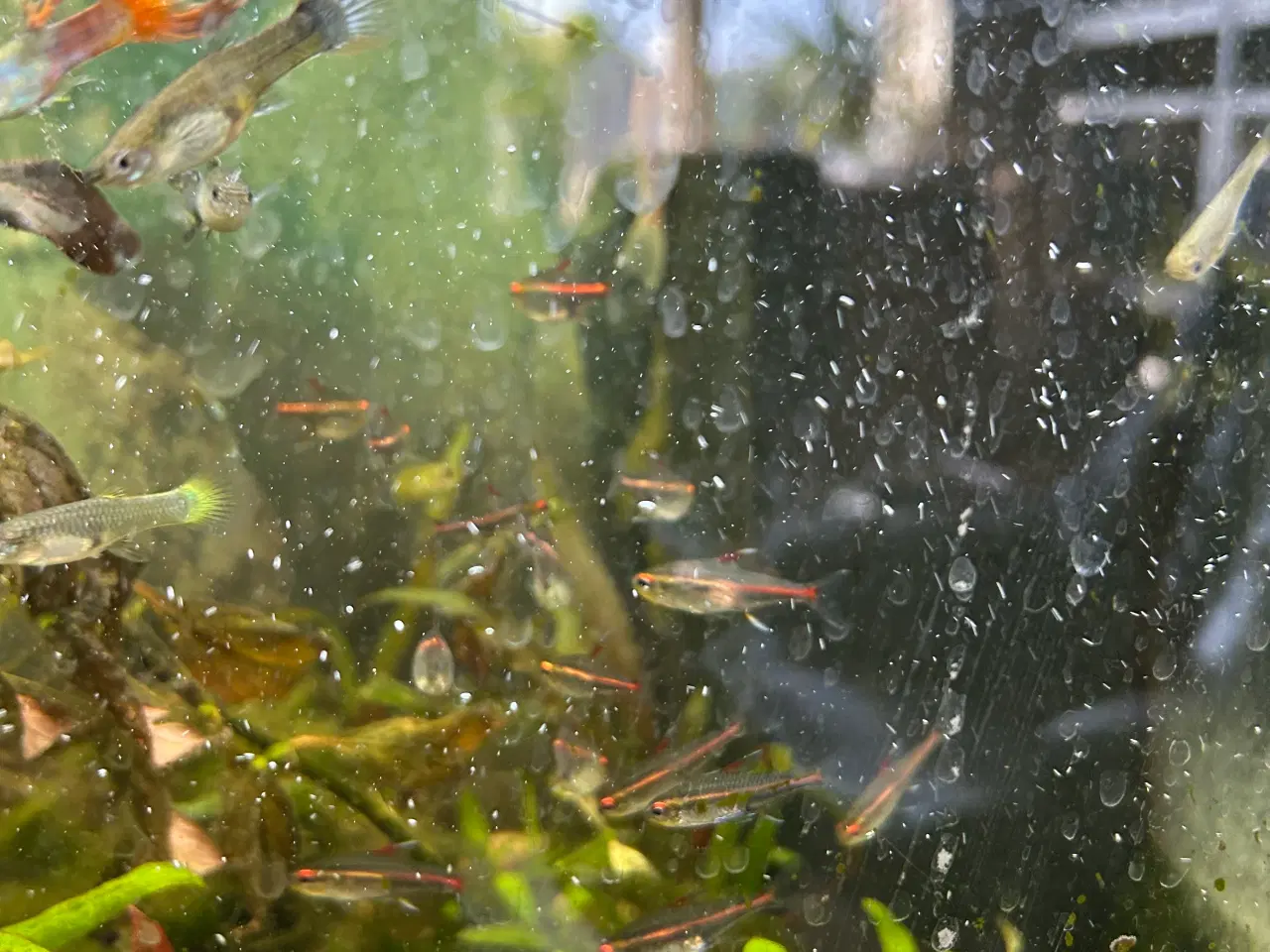 Billede 4 - 🐠 Glødelys Tetra – flotte, sunde stimefisk ✨