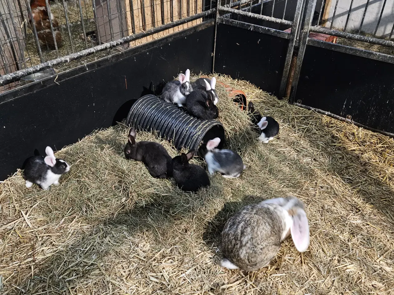 Billede 7 - Søde kanin unger