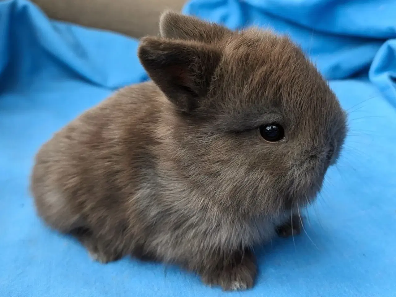 Billede 1 - Hermelin/minilop kaninunge