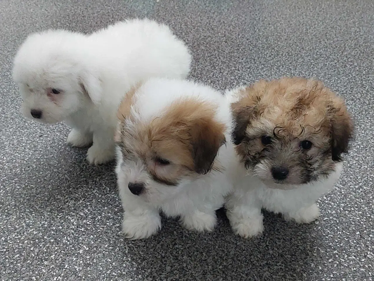 Billede 1 - Coton de tulaer