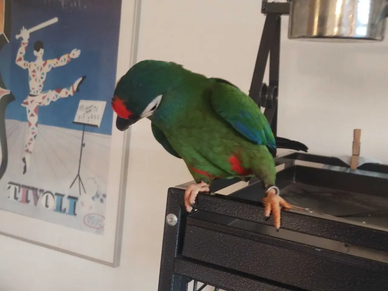 Billede 2 - Ara Maracana til salg