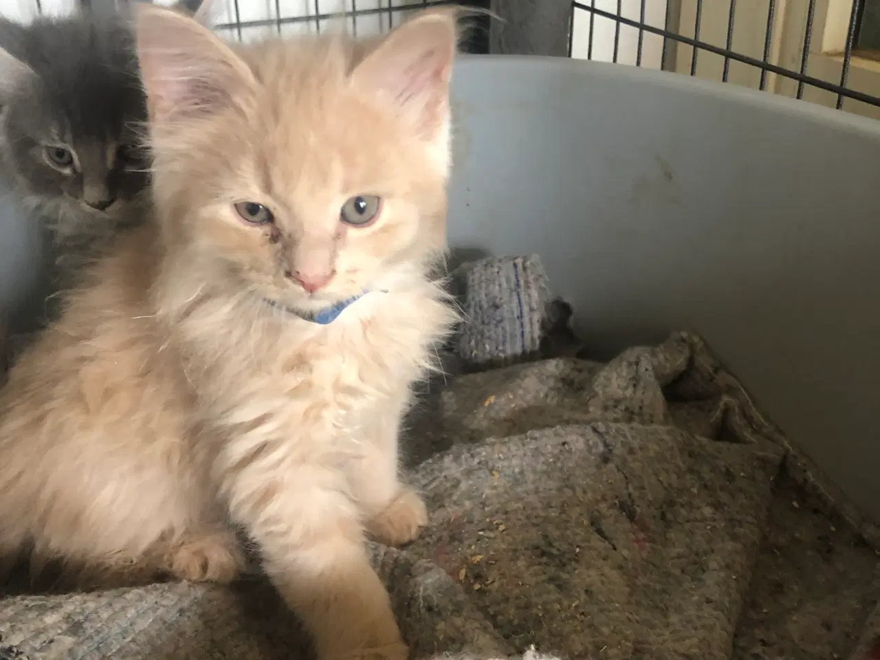 Billede 3 - Maine coon killing unden travle