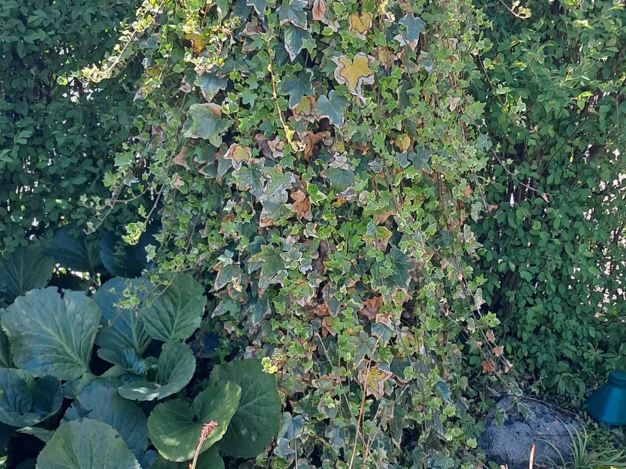Billede 6 - Store sten og haveplanter bortgives 