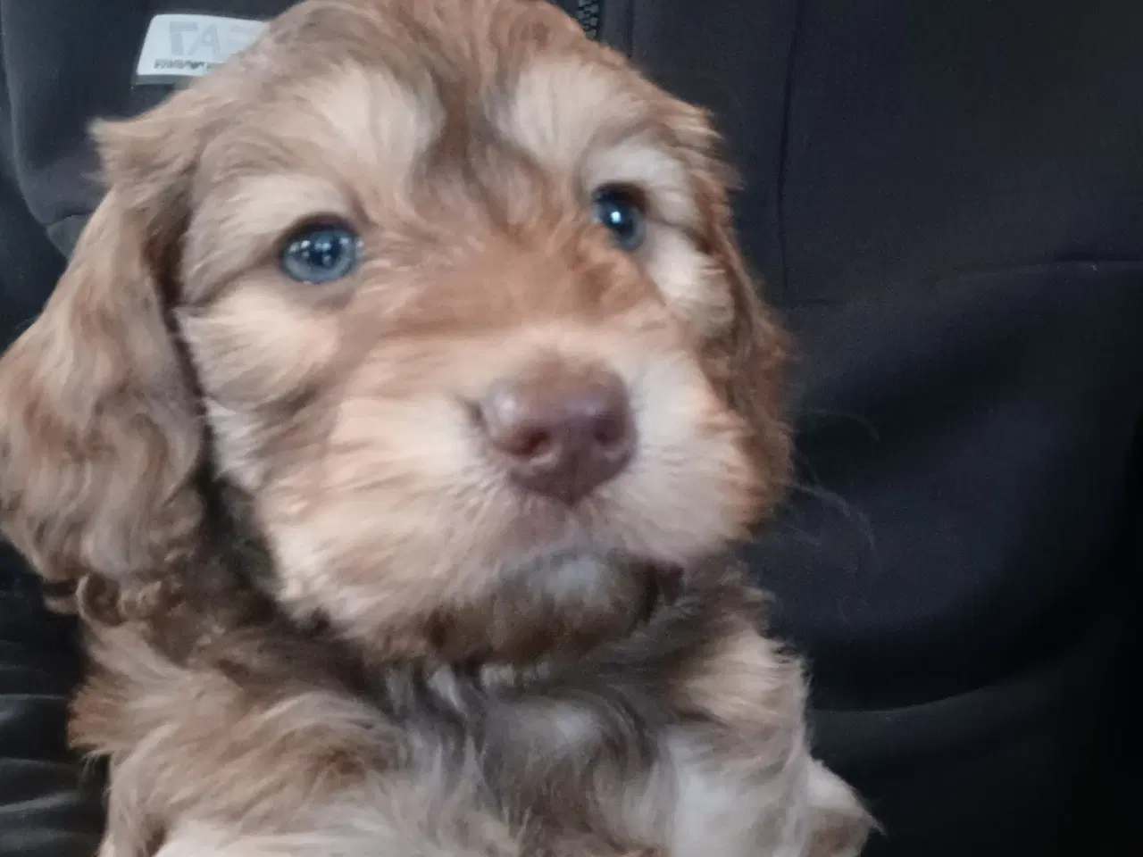 Billede 4 - Bomuldshund/langhåret Dværggravhund