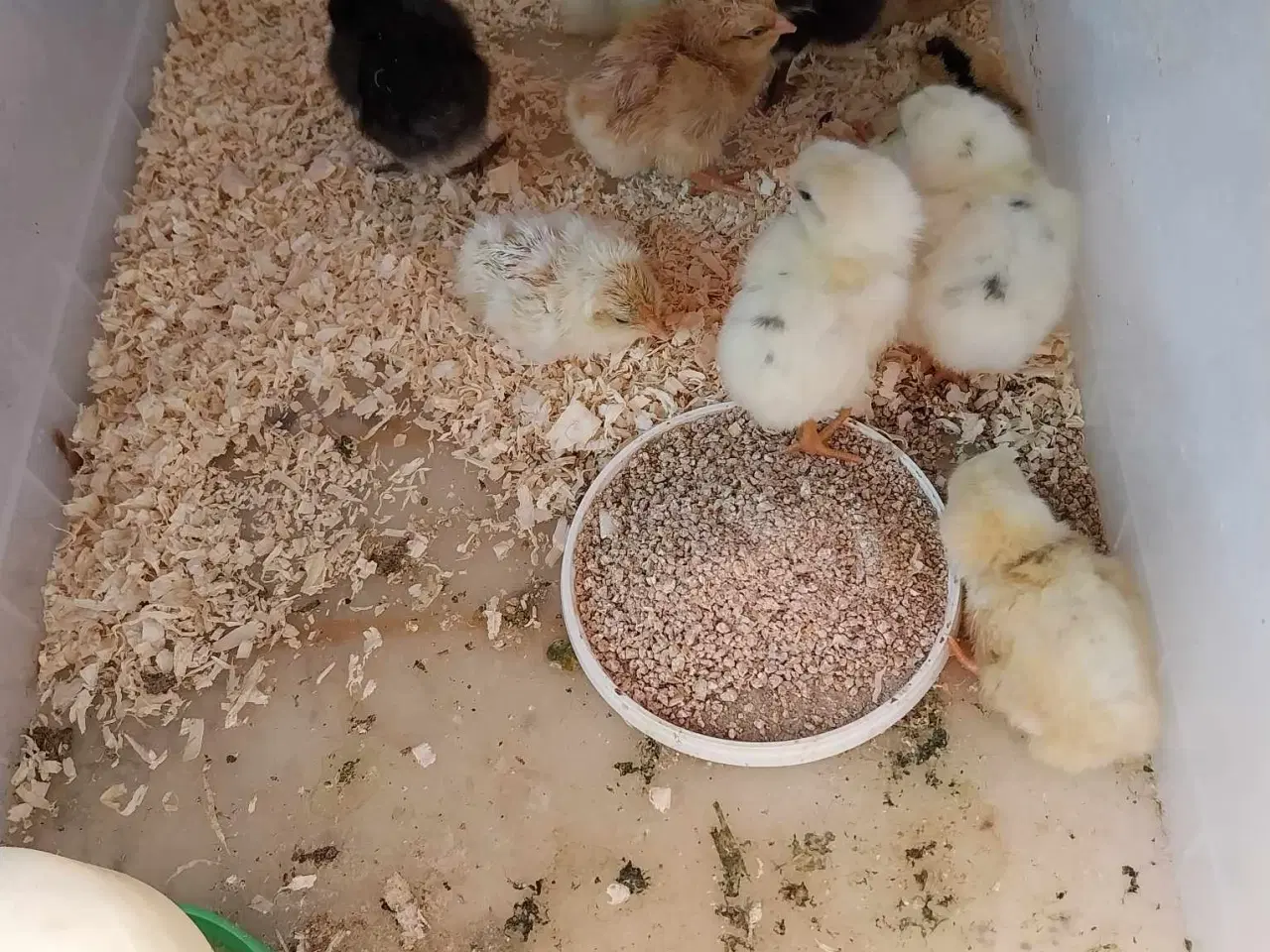 Billede 6 - Kyllinger ca. 3 måneder gamle til salg Zone Varde.